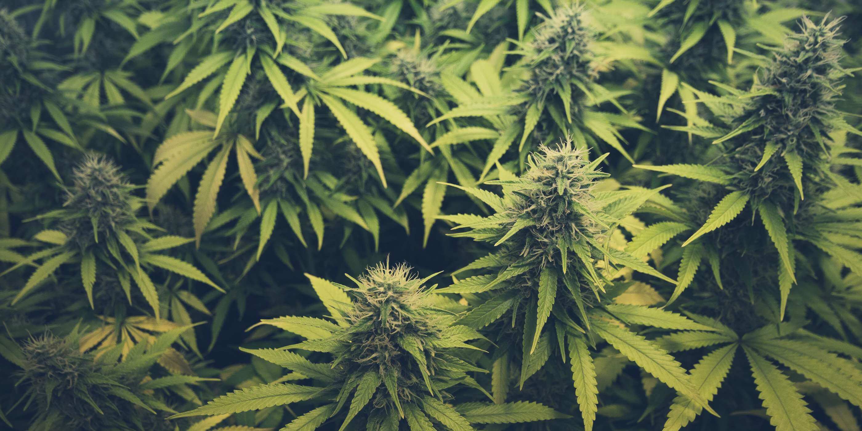 How to measure cannabis dosage accurately