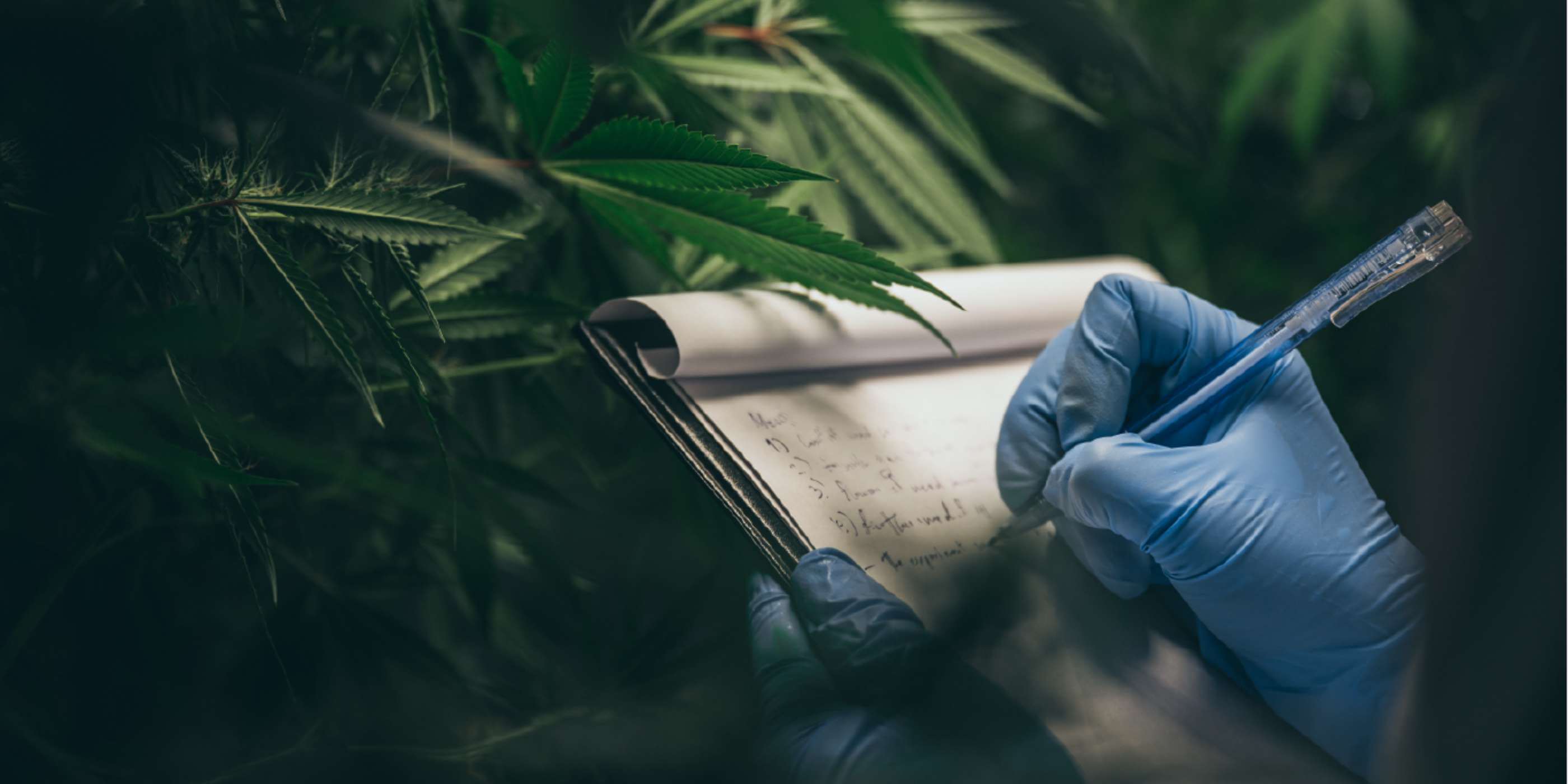 Best grinder for medical cannabis