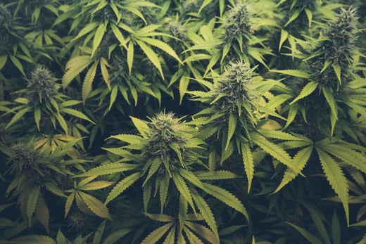 Electric Herb Grinder